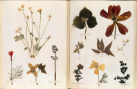 emilydickinson_herbarium000